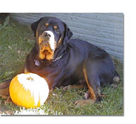 Rottweiler Laying Down