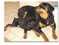 Rottweiler mom and baby