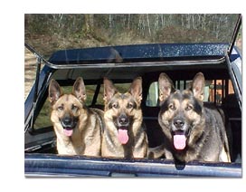 Three Shepherds in a truck.