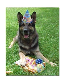 German Shepherd celebrating birthday