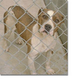 Pit Bull Terrier in a shelter.