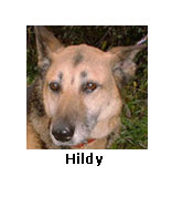 Hildy